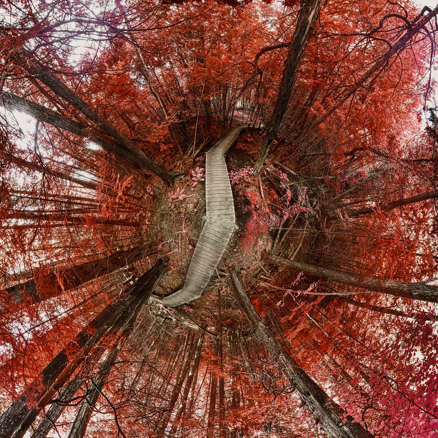 Spherical panoramic infrared photograph of Witt's End Trail, featuring a winding wooden boardwalk through a forest canopy transformed into stunning shades of red and pink, creating a surreal, otherworldly atmosphere.