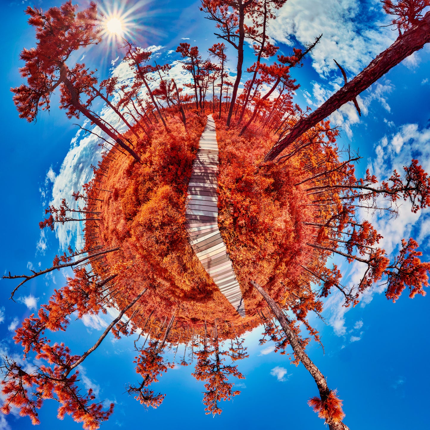 Spherical panoramic infrared photograph of Saco Heath, featuring a wooden boardwalk cutting through brilliantly red vegetation, creating a perfect circular landscape against a deep blue sky with radiating sunburst.