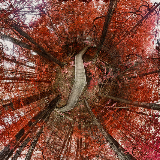 Spherical panoramic infrared photograph of Witt's End Trail, featuring a winding wooden boardwalk through a forest canopy transformed into stunning shades of red and pink, creating a surreal, otherworldly atmosphere.