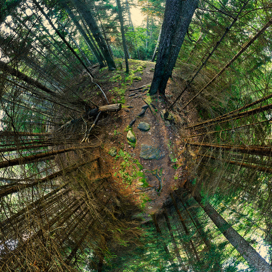 Spherical panoramic photograph of a forest path in Cathedral Woods, showing a winding dirt trail surrounded by towering evergreens, moss-covered rocks, and fallen branches in early morning light.