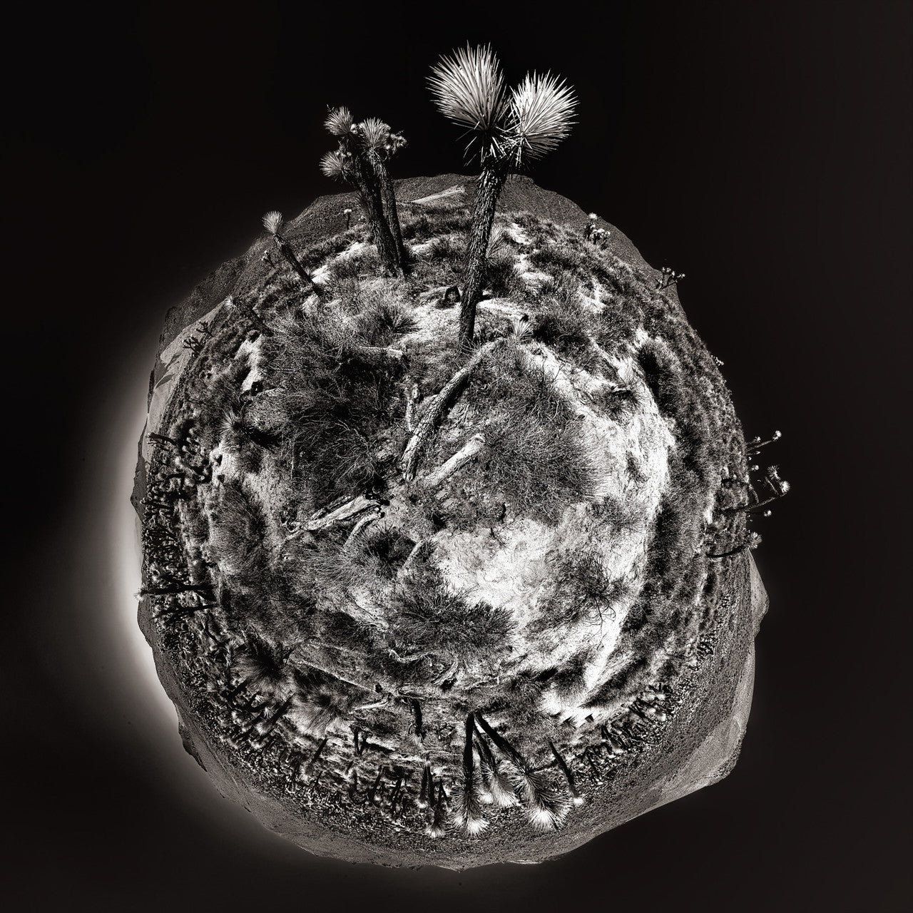 A high-contrast black and white infrared image of cacti in a spherical panoramic view against a dark background, capturing the essence of solitude in Death Valley at late afternoon.