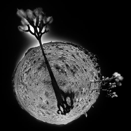 A striking black and white infrared spherescape featuring two Joshua trees in Joshua Tree National Park, resembling the hands of a clock against a barren desert backdrop.