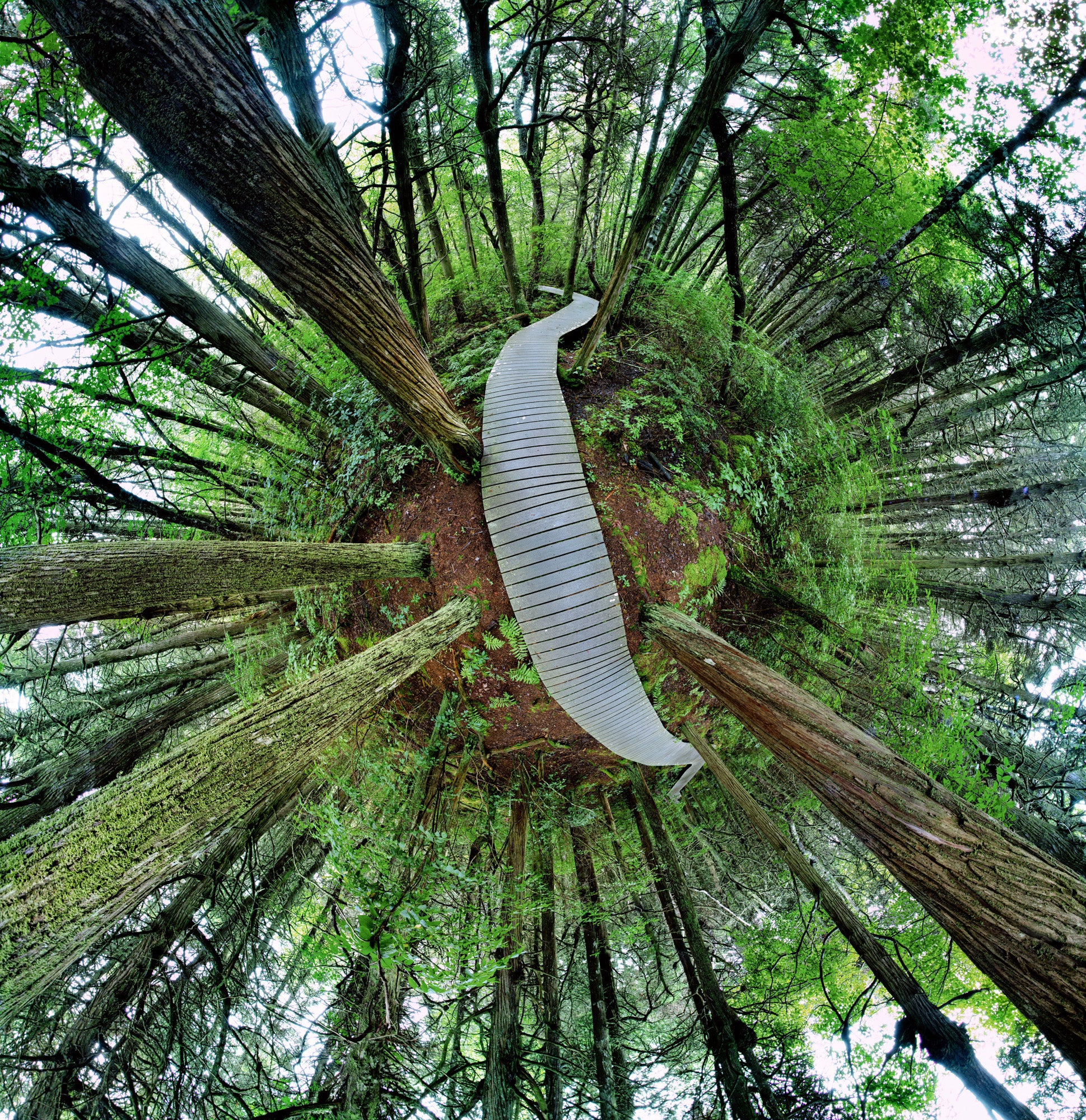 360-degree “tiny planet” image of the Atlantic White Cedar Trail, showing a curving wooden boardwalk crossing a spherical forest of tall trees, lush green foliage, and earthy ground under a bright filtered sky.